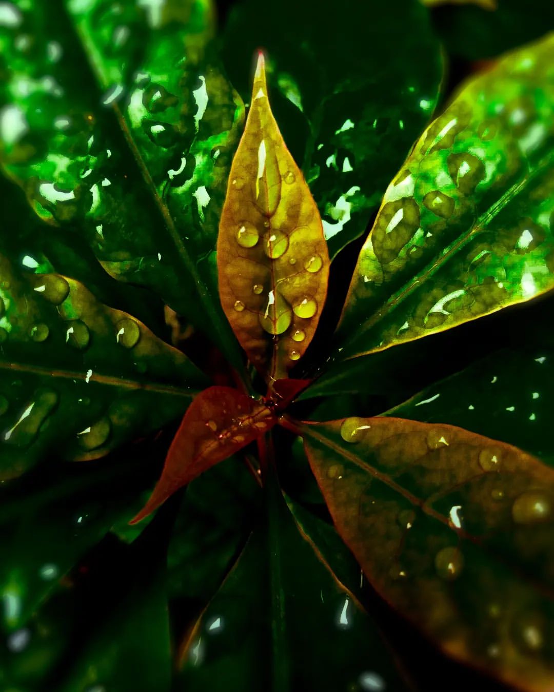 reydleyph in LOOKY. #photographer,#fotografiaartistica,#naturephotography,#nature,#fotografiamovil,#followformore,#likesforlike,#plant,#carrusel,#verde,#details,#photogram,#photo,#photoshoot,#adobephotoshop,#damefotisimo,#cubanartmagazine. Natura 🌱🌺
.
.
.
#p...