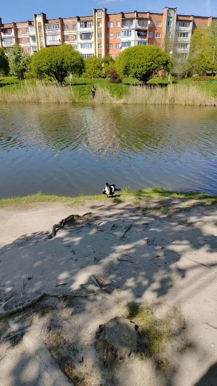 egomoyurova в LOOKY. . null