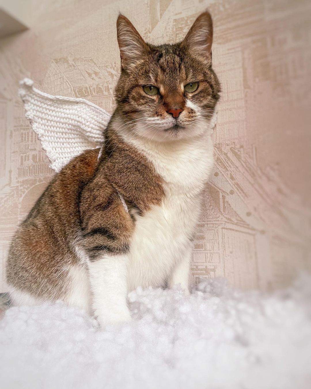 venya.cat в LOOKY — фото 2