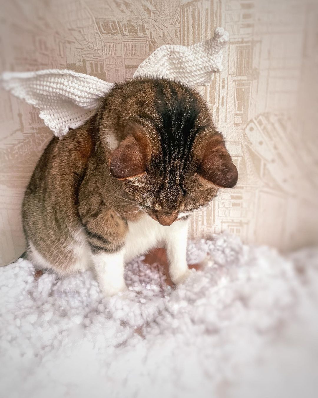 venya.cat в LOOKY — фото 4