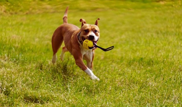 mighty.trio в LOOKY. #pitbulls,#staffordshire,#serbia,#pitbullserbia. Первое, что бросаетс...
