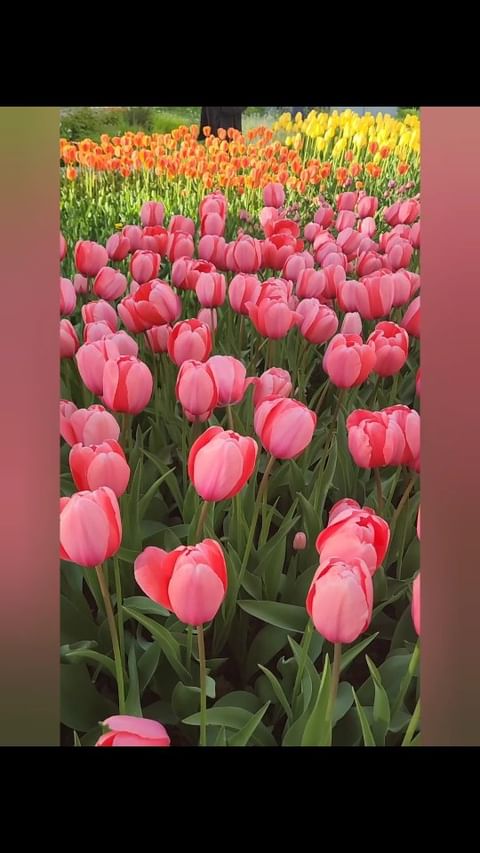 kot_n81 в LOOKY. . null