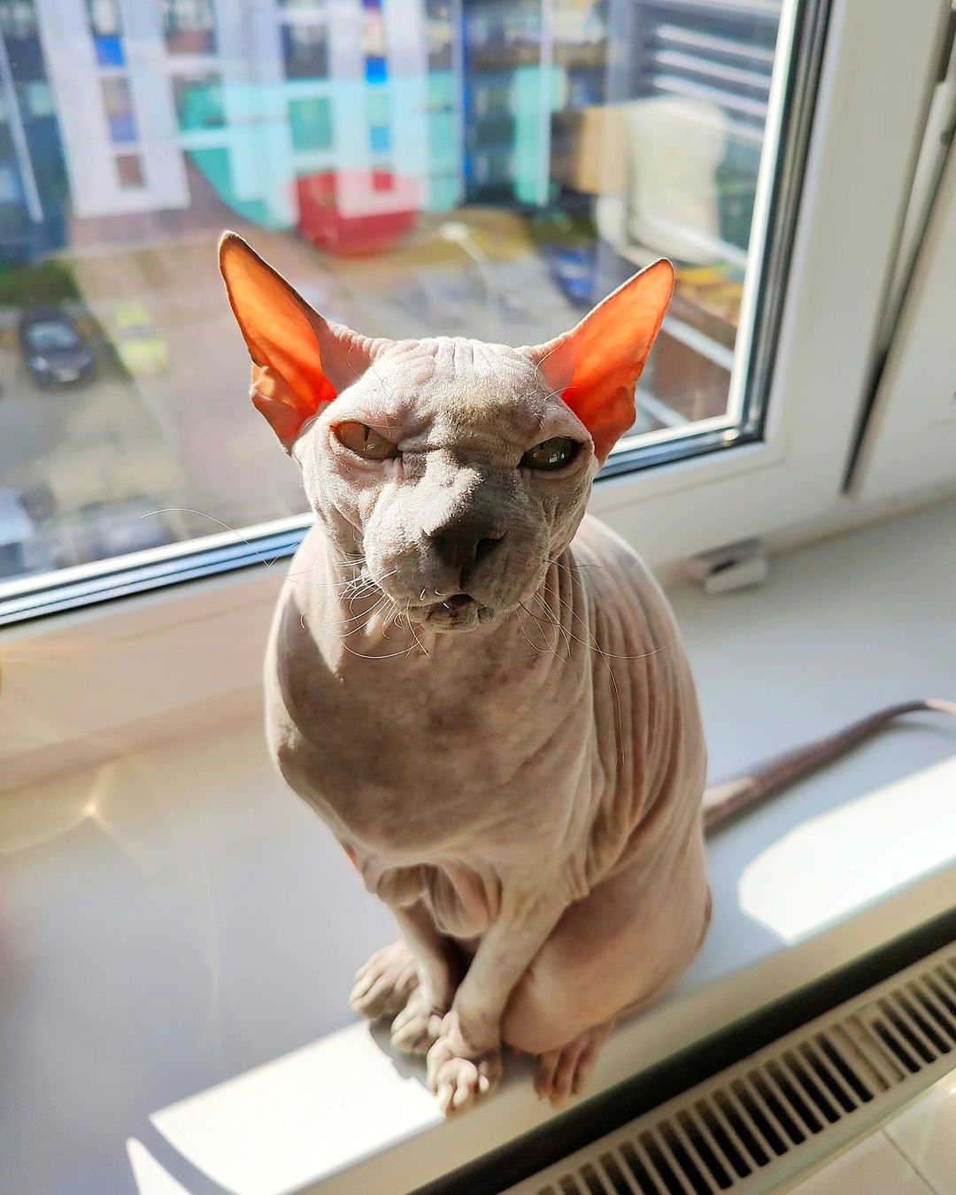 eva_sphynx_cat в LOOKY — фото 3