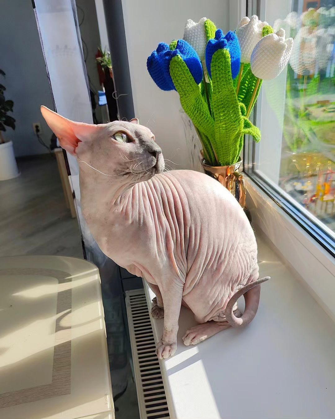 eva_sphynx_cat в LOOKY — фото 4