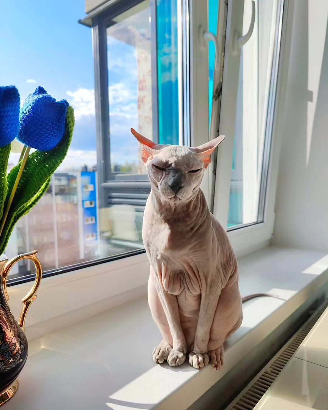 eva_sphynx_cat в LOOKY — фото 2