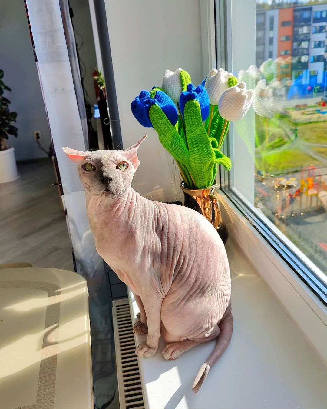 eva_sphynx_cat в LOOKY — фото 5