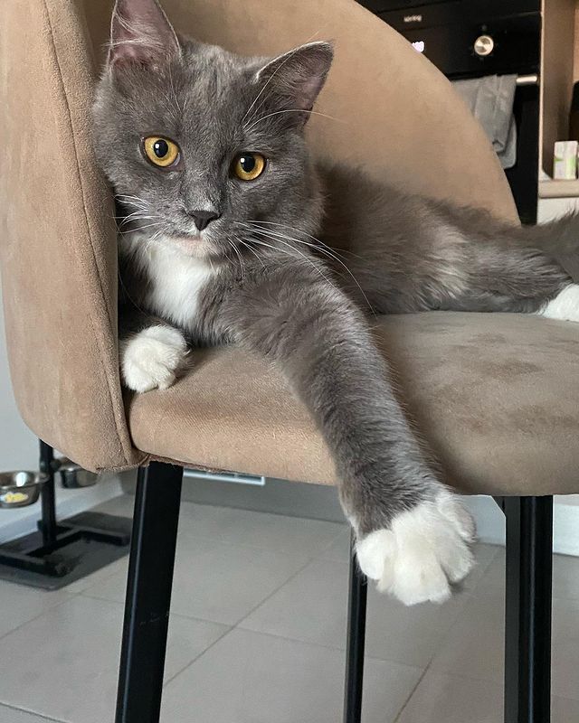 minibull_izzi в LOOKY. #котищетдом,#котхочетдомой. Давайте поможем крас...