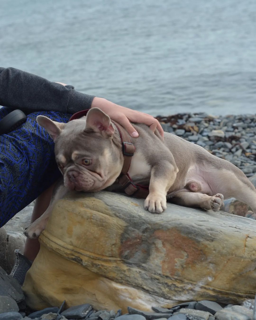 nastasya.lipbulldog в LOOKY — фото 3