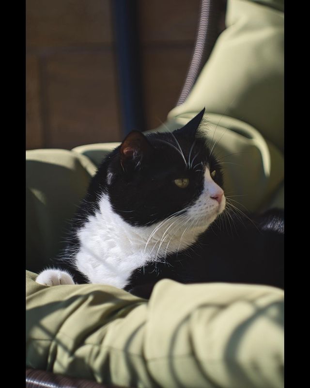 notmewhyitsalwaysme в LOOKY. . Котик.