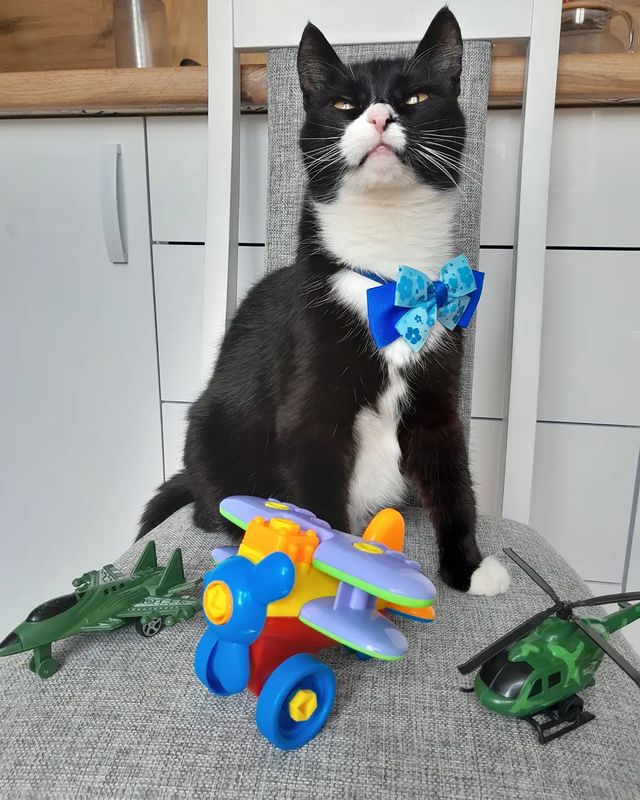 elena270elena в LOOKY. #flying_catparty. Друзья, вот и я собр...