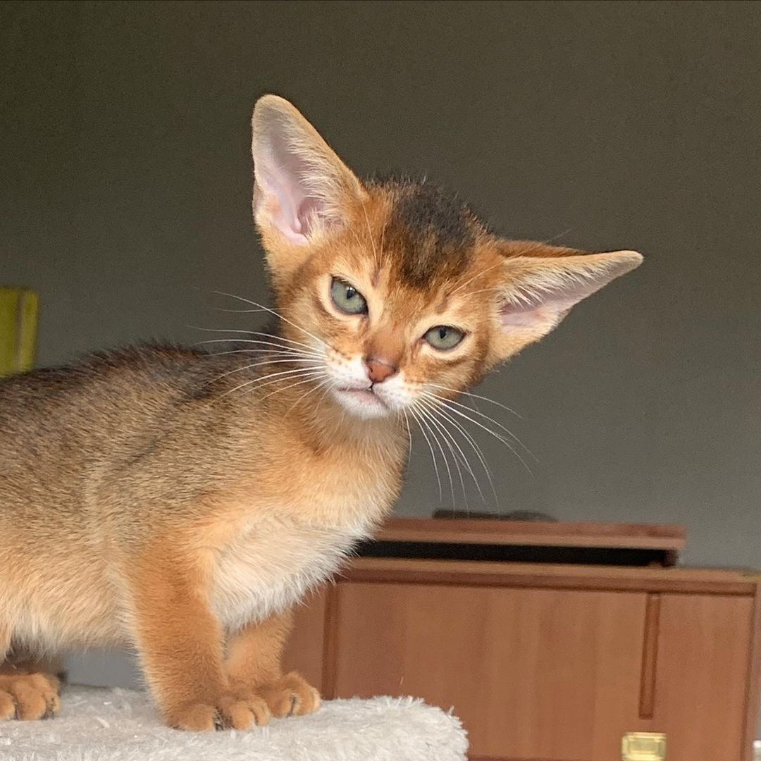 leo_minor_aby_cattery_cfa в LOOKY — фото 2