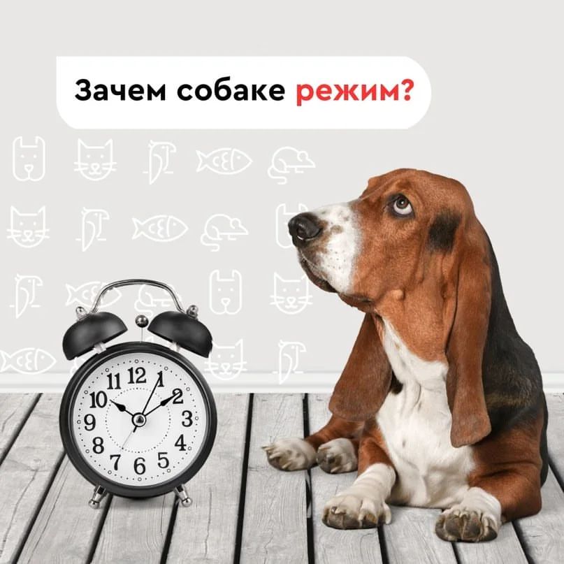 Зачем собаке режим?

Что бы кто ни говорил, но питомцы — настоящие консерваторы и страшно переживают, когда в их жизни появляется что-то новое.

А представьте, если каждый день не знаешь, к чему готовиться?! Покормят ли? Выведут ли на прогулку?А если да, то когда? Сплошной стресс!

Поэтому-то и нужен собакам режим. Так они быстро привыкают к распорядку, настраиваются на дальнейшие действия, становятся спокойнее, понимают, что о них заботятся и никуда заветная миска с кормом не денется и наполнится вовремя. Уж двуногий постарается!

В режиме важно сочетать 4 важных дела:

- кормление. Всегда в одно время и в одном месте
- прогулки
- сон
- физические упражнения, отработка команд и игры

А чтобы пес не заскучал и все-таки привыкал к новому, старайтесь развлечь его встречами с сородичами на прогулке, новыми местами для прогулок, классными игрушками! С сородичами не поможем, а вот игрушек в «Зоогалерее» на всех хватит!

Ждем вас!