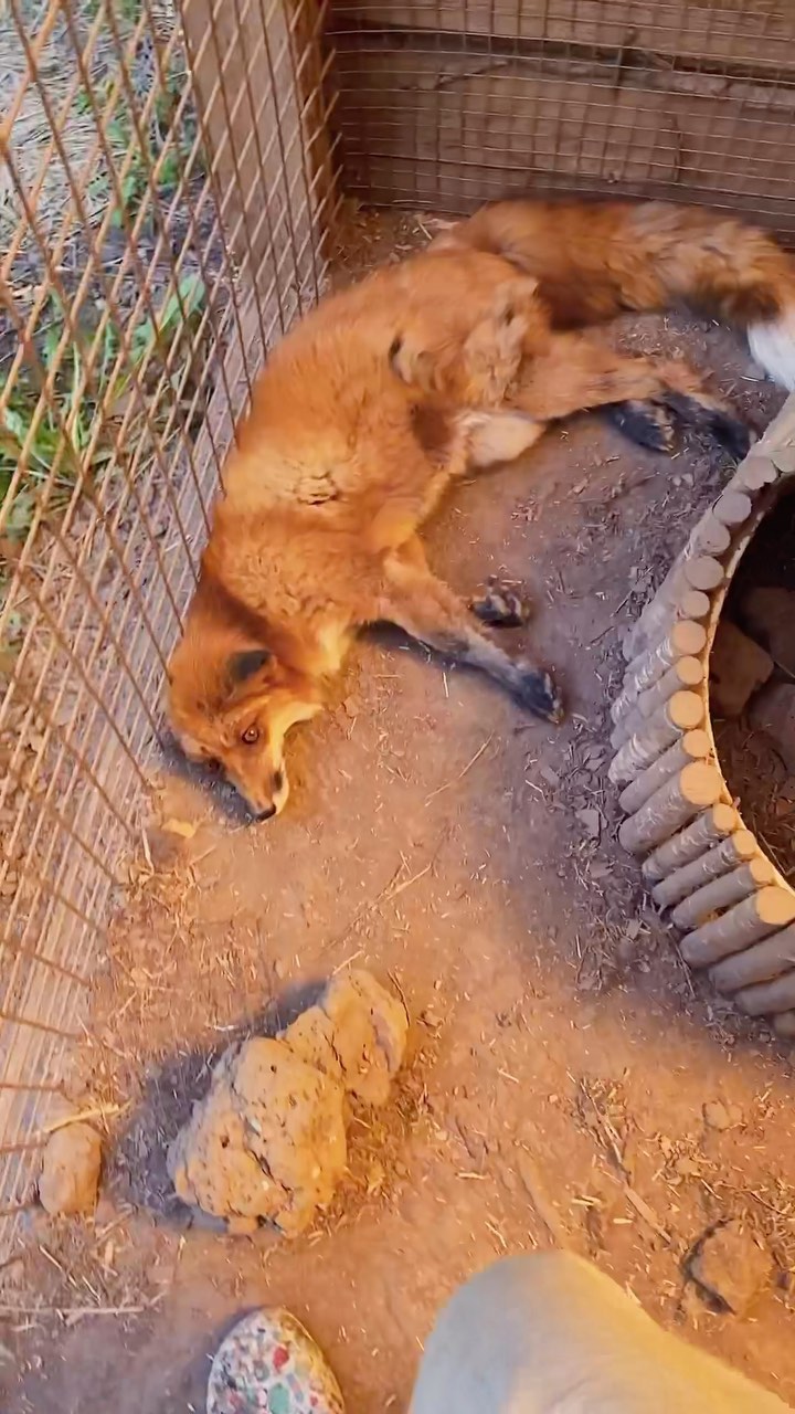 myfoxfamily in LOOKY. . Короткий сказ о том,...