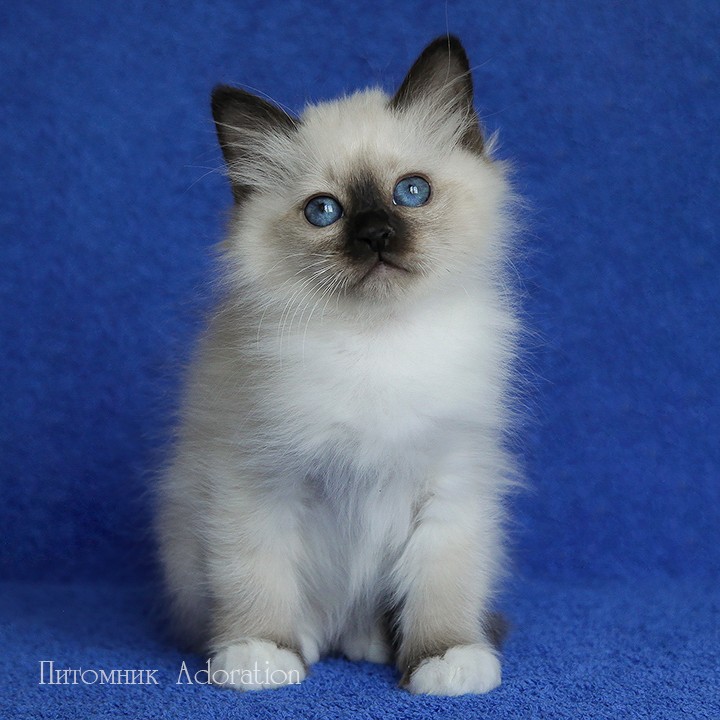 sacredbirman в LOOKY — фото 1