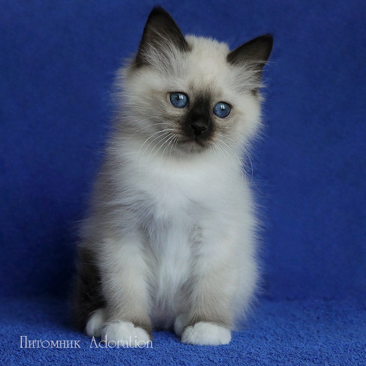 sacredbirman в LOOKY — фото 3