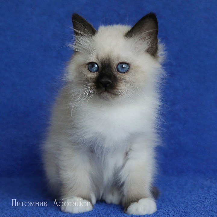 sacredbirman в LOOKY — фото 5
