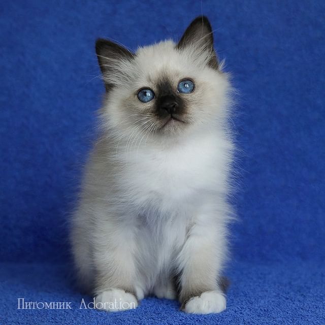 sacredbirman в LOOKY. #священнаябирма,#бирманскийкотенок,#бирманскаякошка,#породистыекотята. UPD: ЗАБРОНИРОВАН 
М...