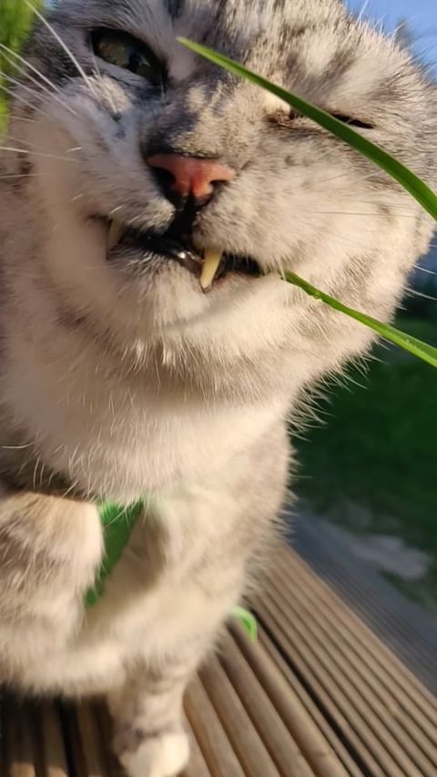 koyteaks в LOOKY. #кот,#котик,#мойлюбимыйкот,#котпоимениЧудо,#котесттраву,#есттраву,#котест,#милыеживотные,#cat,#catsofinstagram,#cutecats,#cateating. 💖
#кот #котик #мойл...