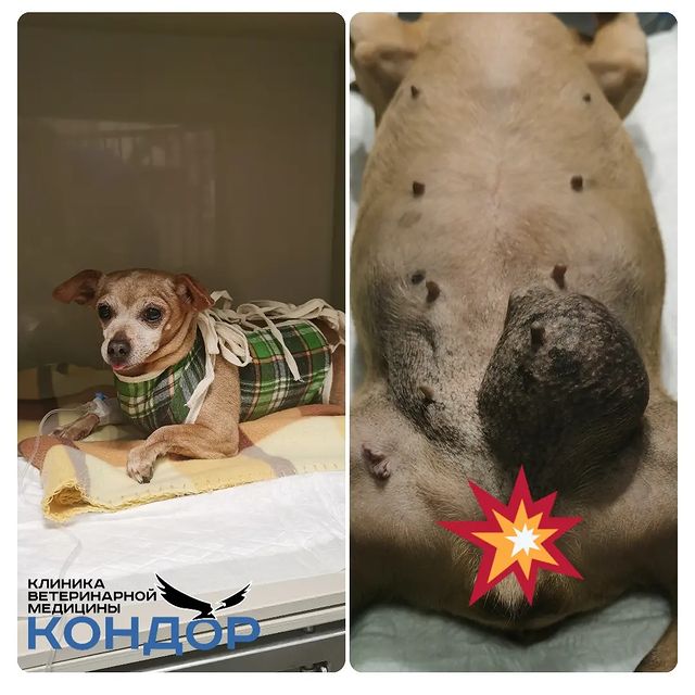 kondorvet_clinic в LOOKY. #кондорвет,#кондор,#ветклиника,#кастрация,#кастрируй. Гретти 13 лет. И у н...