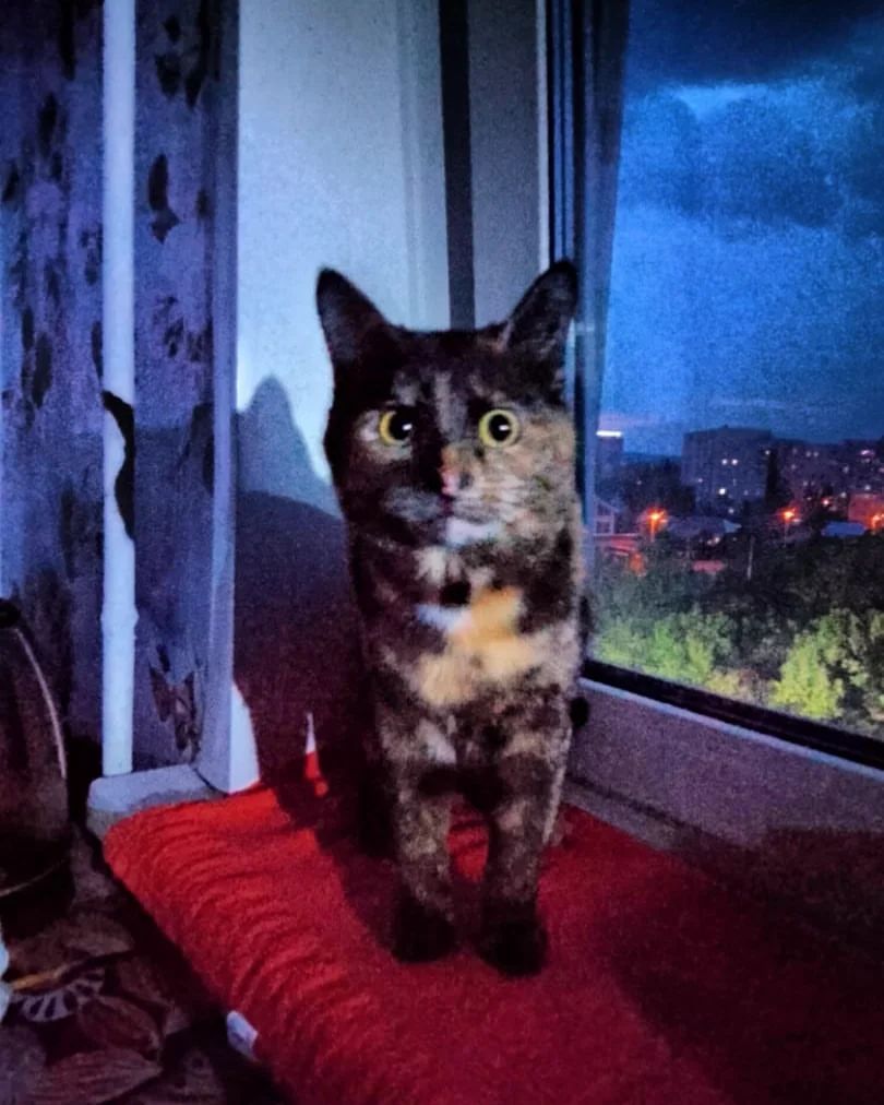 katunya_m в LOOKY — Мария Александрович🐈 Можно просто Кошмара❤🐈🐈❤🐈❤🐈❤❤🐈❤