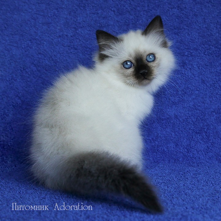sacredbirman в LOOKY — фото 4