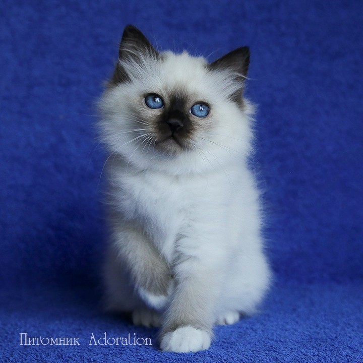 sacredbirman в LOOKY — фото 5