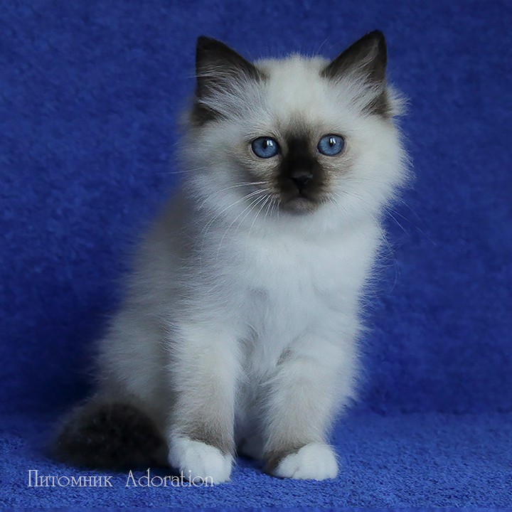 sacredbirman в LOOKY — фото 3