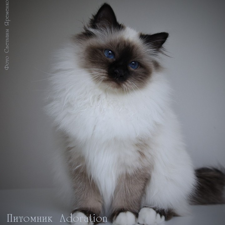 sacredbirman в LOOKY — фото 6