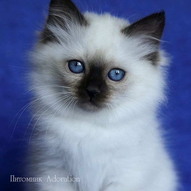 sacredbirman в LOOKY. #священнаябирма,#бирманскийкотенок,#бирманскаякошка,#породистыекотята. Девочка #священнаяби...