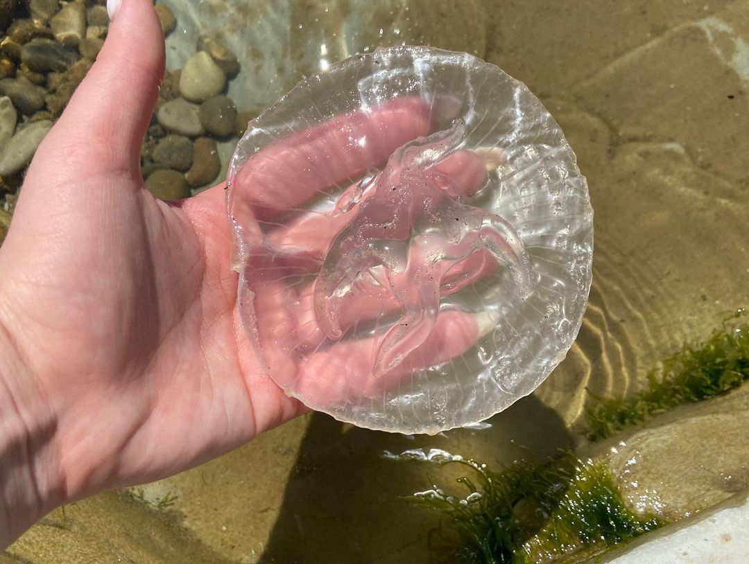 mashiro_rose в LOOKY — фото 4