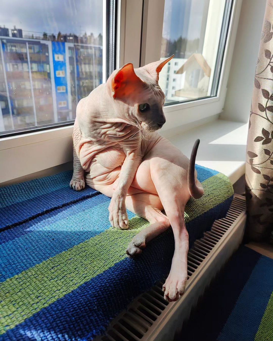 eva_sphynx_cat в LOOKY — фото 2