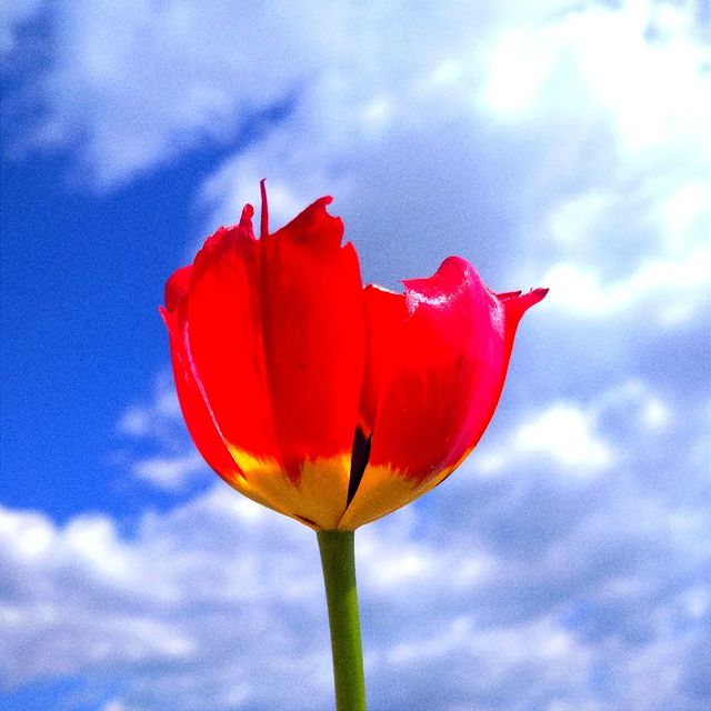 __wasxxe__ в LOOKY. #spring,#may,#matsy,#sun,#warm,#beautiful,#day,#instagram,#photo,#beautifulday,#flowers,#red,#tulpan. ✨🌺✨ - 23.05.12

Eve...