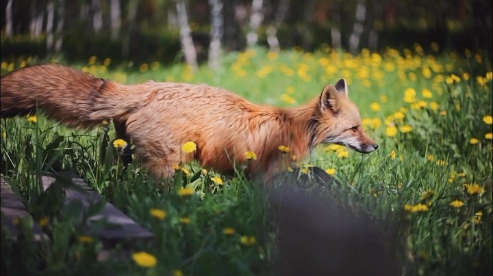 myfoxfamily in LOOKY. . Сегодня было так жар...