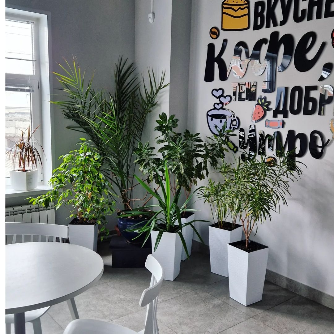 fitodecor в LOOKY — фото 1