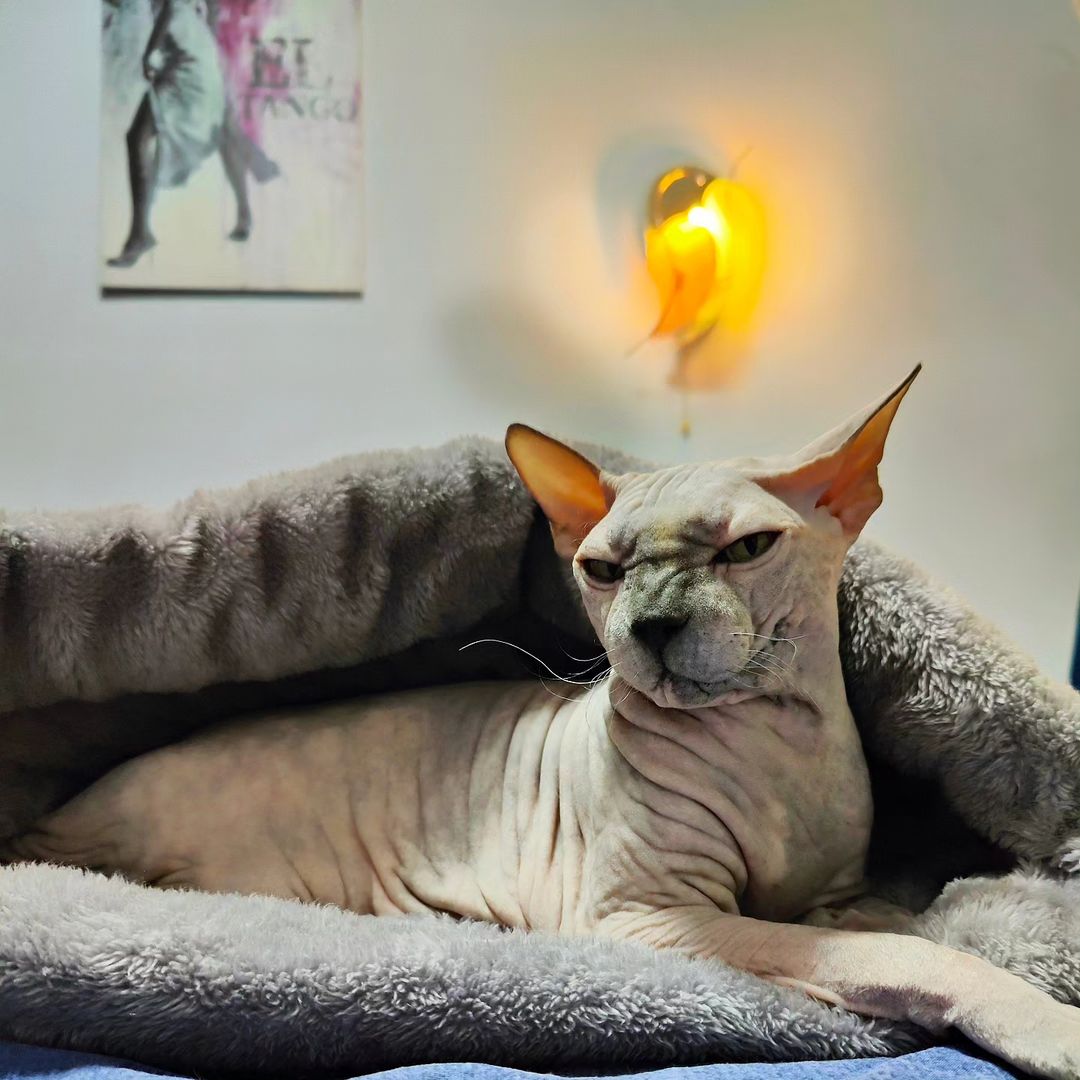 eva_sphynx_cat в LOOKY — фото 2