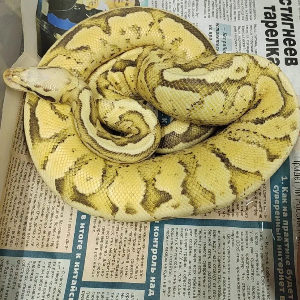 aisxor в LOOKY — Самец морфы fire vanilla pastel