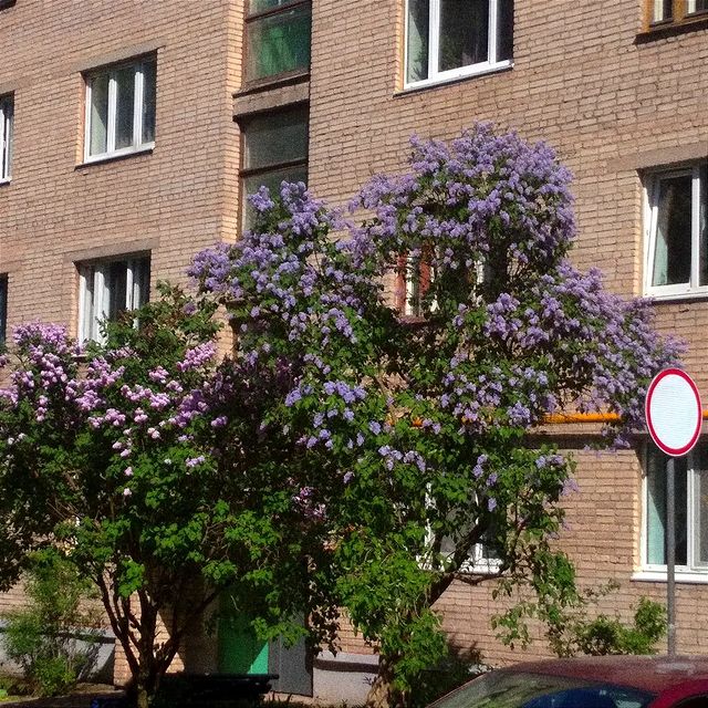 __wasxxe__ в LOOKY. #spring,#may,#Lilac. ✨🌺🌾 - 23.05.19

Sm...