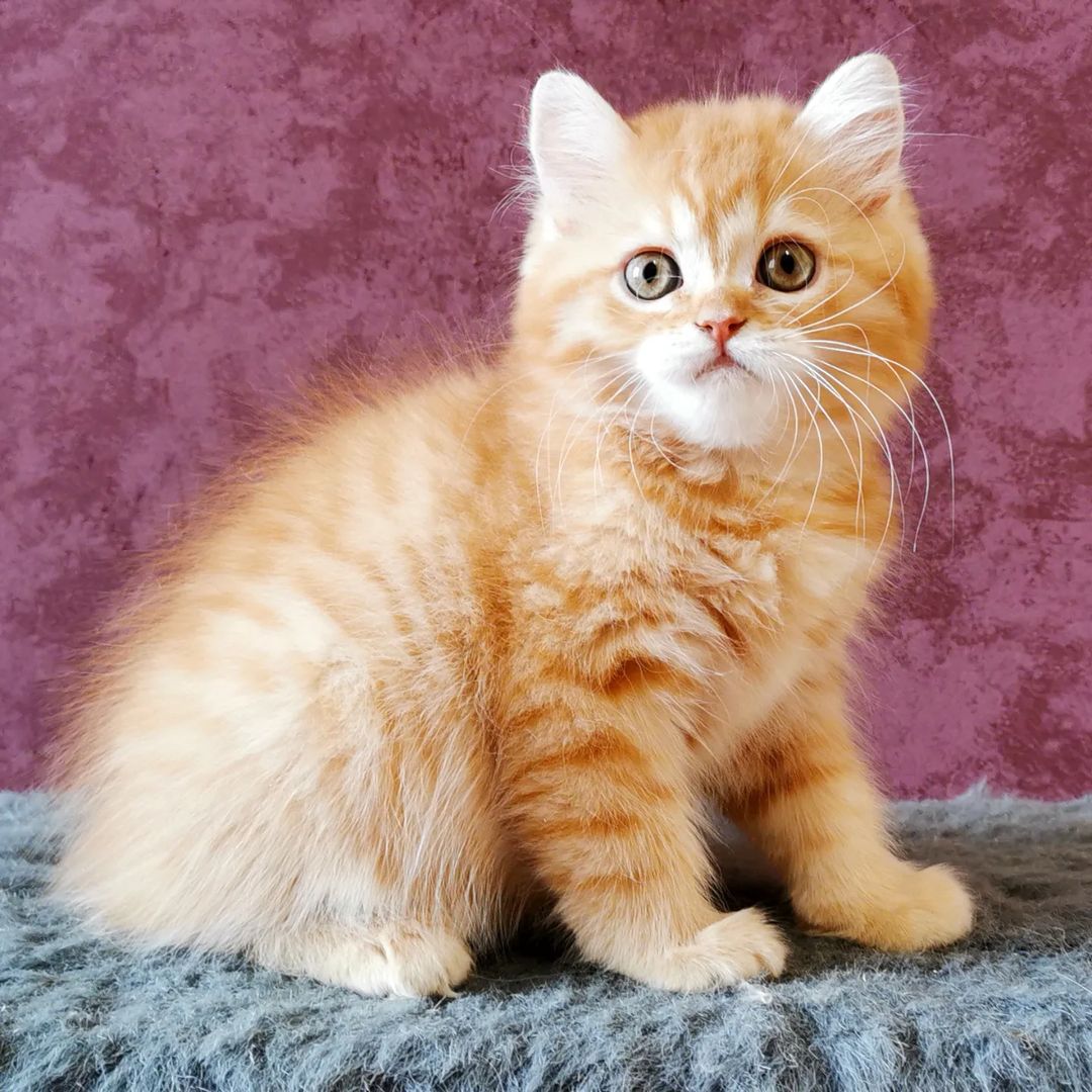 Вислоухие шотландские котята в LOOKY — фото 3