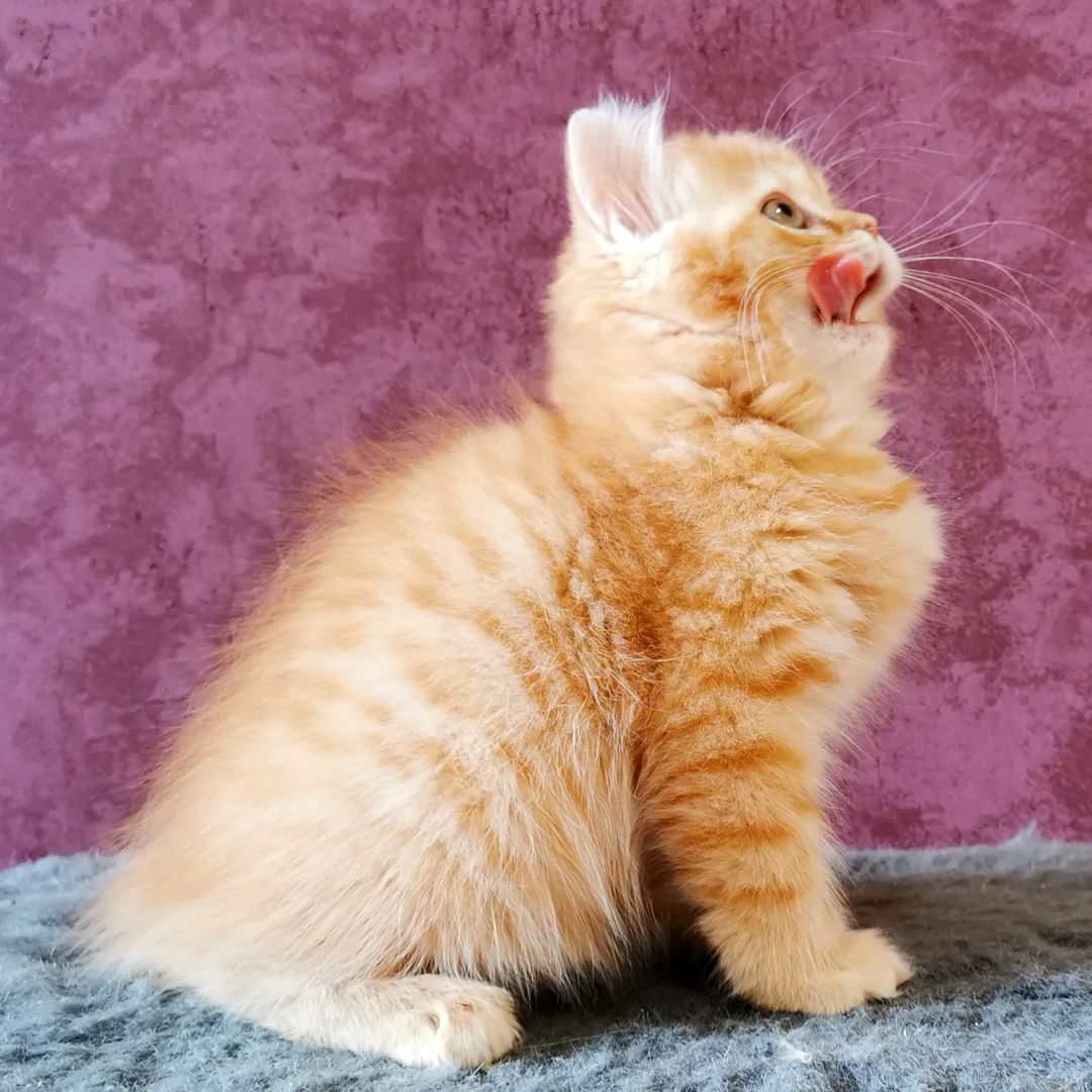 Вислоухие шотландские котята в LOOKY — фото 5