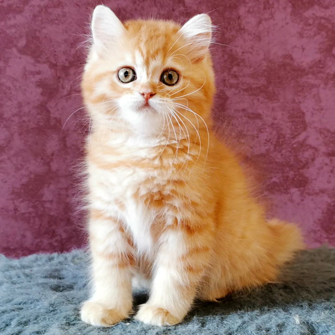 Вислоухие шотландские котята в LOOKY — фото 4