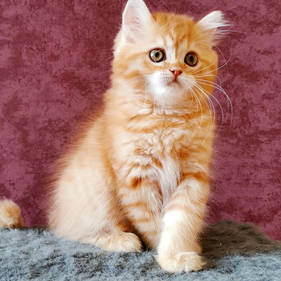 Вислоухие шотландские котята в LOOKY — фото 2