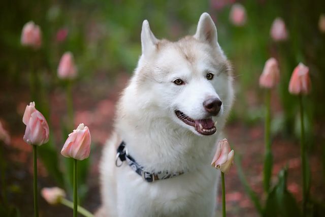 husky_easy в LOOKY. #husky,#siberianhusky,#huskyphotography,#huskygram,#huskylove,#huskylovers,#huskylovingclub,#huskylife,#allthingshusky,#instahusky,#huskyofinstagram,#huskypics,#huskiesreq,#huskiesofinstagram,#huskyrussia,#dogsofinstagram,#igcutest_animals,#ilovehusky,#justhuskies,#bestwoof,#dog_features,#dogs_of_world,#dogphotography,#excellent_dogs,#хаски,#хаскифото,#хаскивмоскве. #husky #siberianhusk...