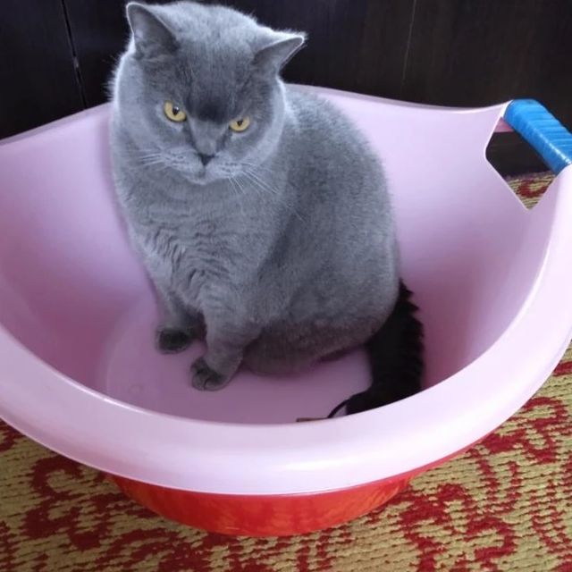 nasibullinatatiana в LOOKY. . null