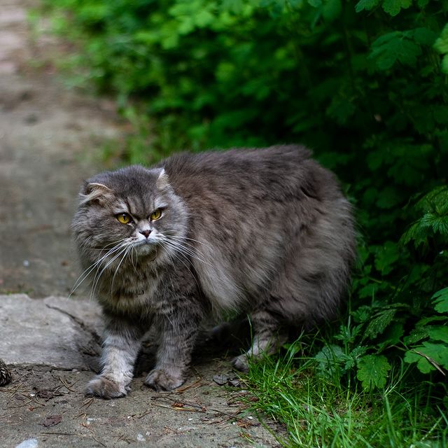 iva_shadow в LOOKY. #хайлендфолд. 😻 Это пушисто чудо ...