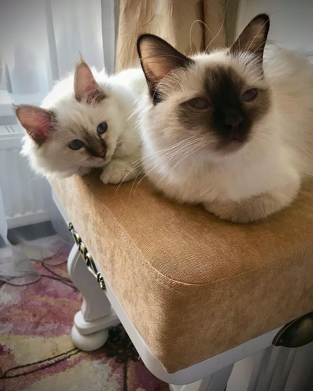 svetlana14064 в LOOKY. #священнаябирмакотята,#питомник,#питомниксвященнойбирмы,#породистыекотята,#кошка,#котята. Мама с сыночком) Бон...