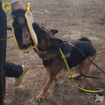 dressirovka_nv in LOOKY. . Защитный тренинг с К...
