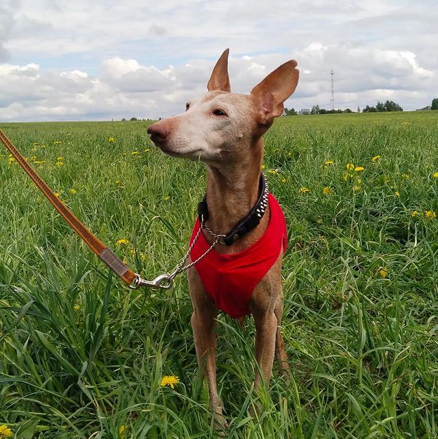 rikitikkitavvi в LOOKY. #чирнеко,#cirneco,#colisto'sbeato. 15 лет для собаки бо...