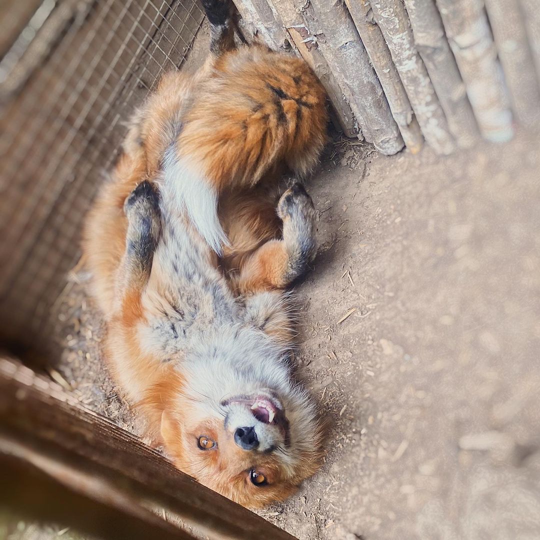myfoxfamily in LOOKY. . Фотка со звуком))))