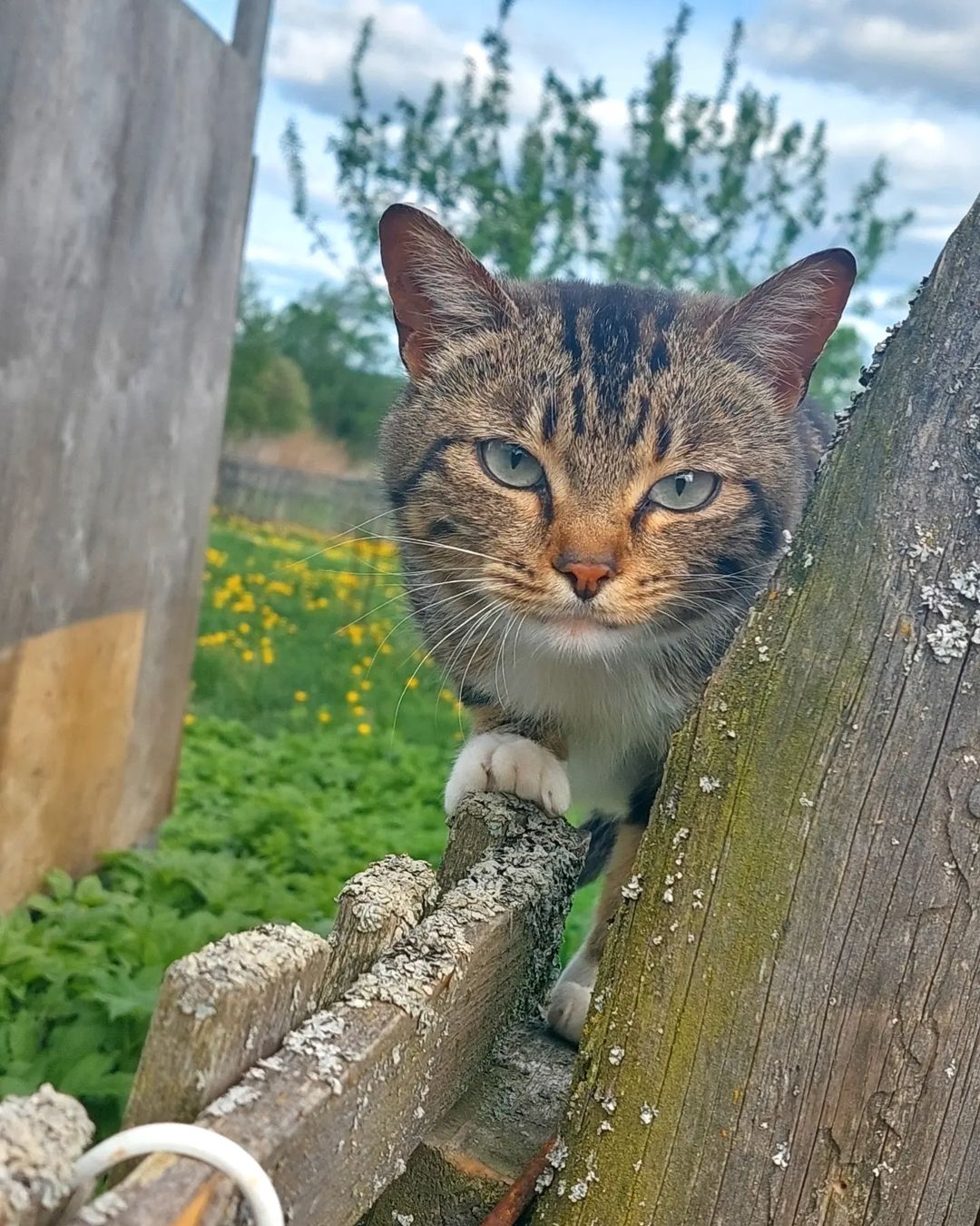 hiroyuki_sanada_______ в LOOKY — Кошачьи способности безграничны.
Могут и полетать...😻🐈

#п