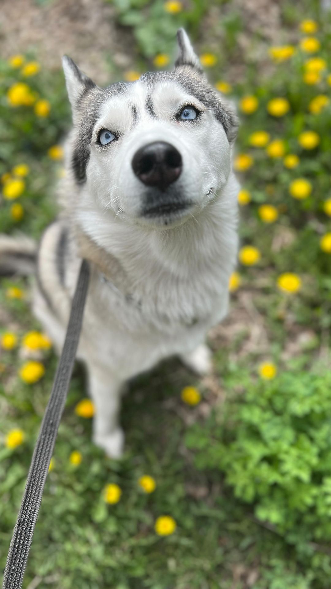 sweetorres в LOOKY. #husky,#huskies,#huskylove. Когда и спать хочетс...